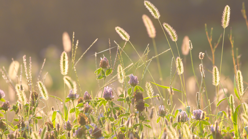 © Gartenjournal