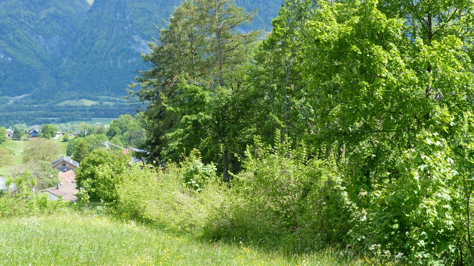 Wartau schliesst Waldrandprojekt erfolgreich ab, © Ökobüro Weber & Frei AG Wartau schliesst Waldrandprojekt erfolgreich ab, © Ökobüro Weber & Frei AG