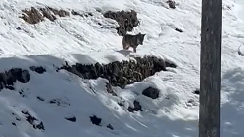 Wolf in Triesenberg und Triesen gefilmt, © Screenshot/Poldi Schädler Wolf in Triesenberg und Triesen gefilmt, © Screenshot/Poldi Schädler