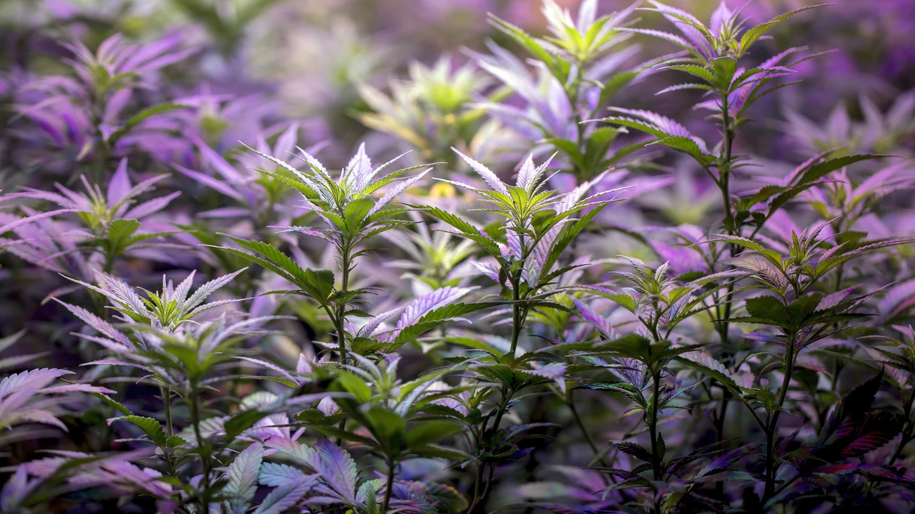 Gras Hanf Cannabis künstlich chemisch, © Keystone-SDA Gras Hanf Cannabis künstlich chemisch, © Keystone-SDA