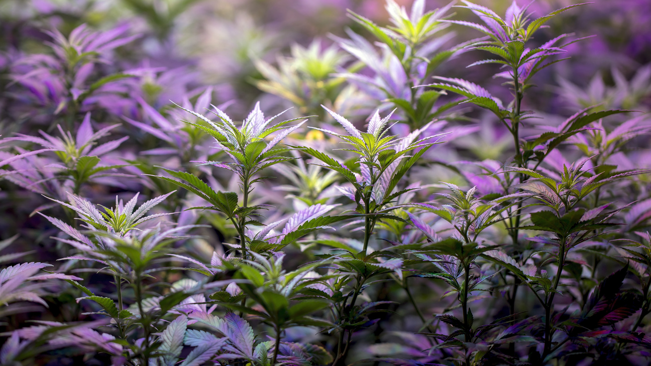 Gras Hanf Cannabis künstlich chemisch, © Keystone-SDA