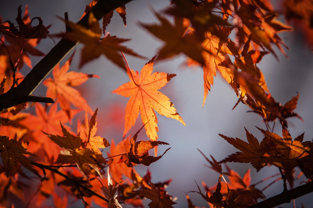 Wohlfühlen im Herbst: Wie gelingt die Umstimmung auf die dunkle Jahreszeit?, © Image by Jimmy Lau from Pixabay