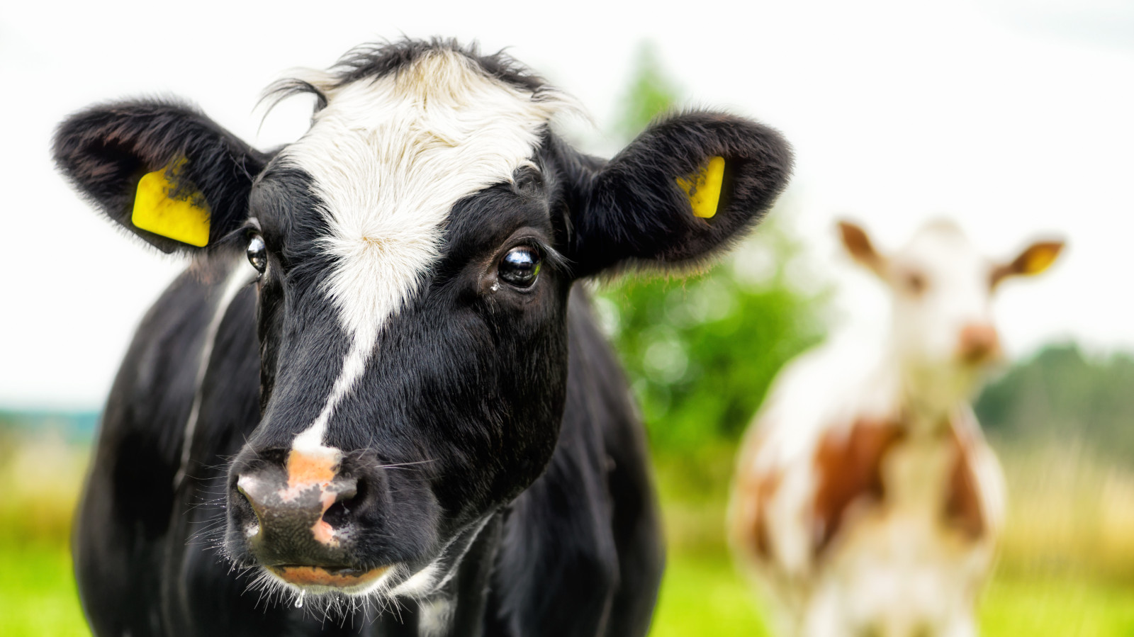 Verurteilung des Praktikanten im Tierquälerfall Eschen , © Depositfotos / Stefan Hochstrasser