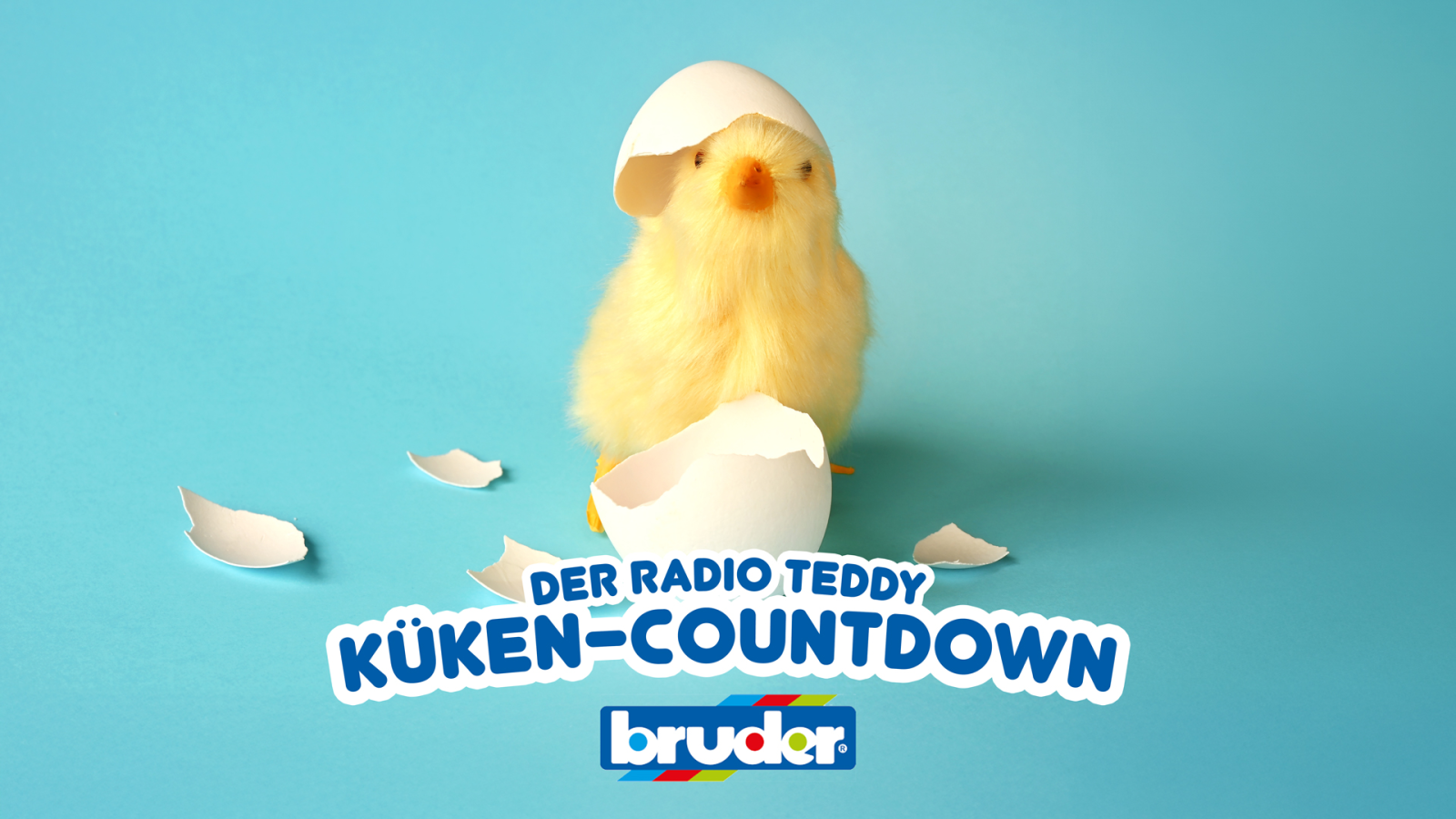 Der Radio TEDDY-Küken-Countdown