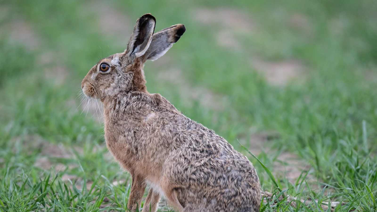 Berlin’de Tehlikeli Hasenpest Salgını: Dört Kişi Enfekte Oldu, © Boris Roessler/dpa Berlin’de Tehlikeli Hasenpest Salgını: Dört Kişi Enfekte Oldu, © Boris Roessler/dpa
