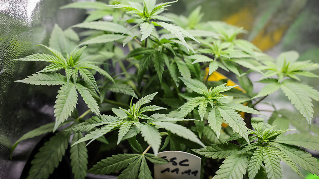 Deutscher Bundestag beschliesst Cannabis-Freigabe, © Christian Charisius/dpa