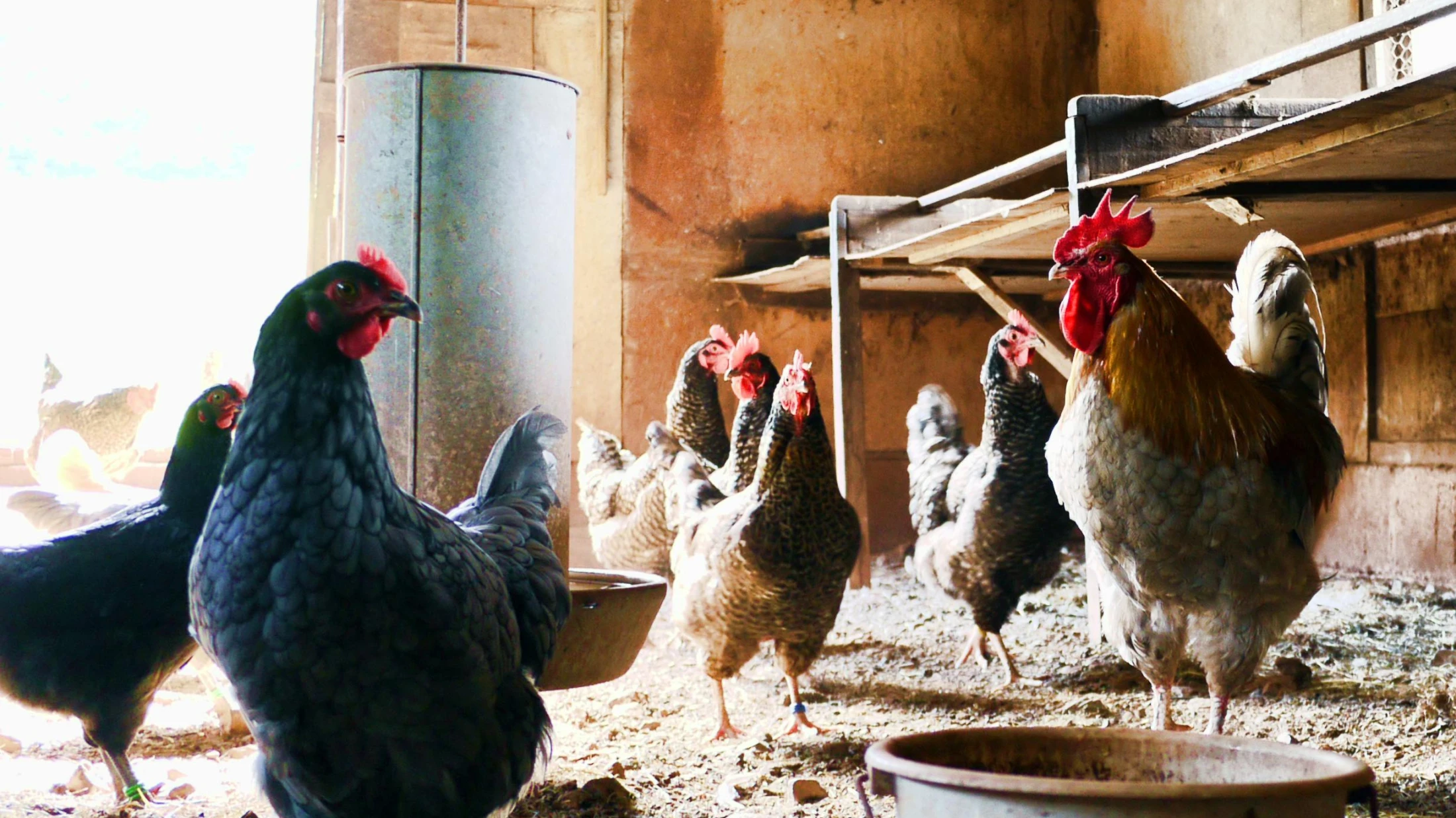 © Brett Jordan © Brett Jordan