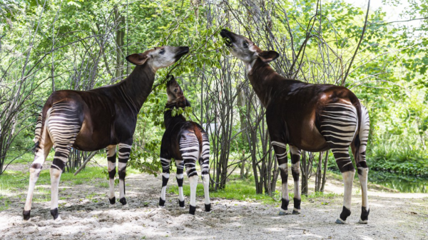 Okapi-Zunge: Blau und klebrig&nbsp;, © Zoo Basel