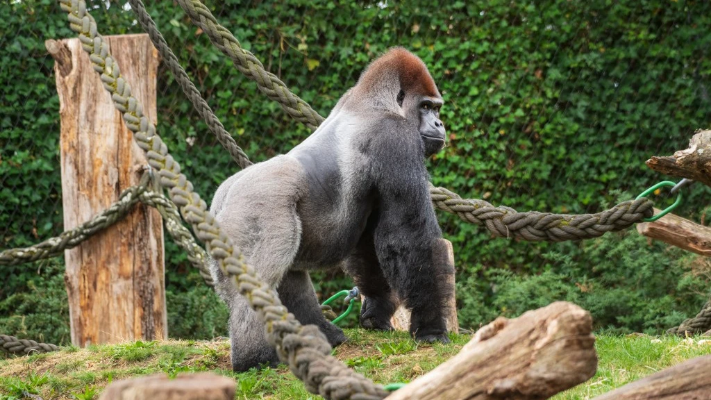 Zolli nimmt Abschied von Gorilla-Silberrücken M’Tongé, © Zoo Basel Zolli nimmt Abschied von Gorilla-Silberrücken M’Tongé, © Zoo Basel