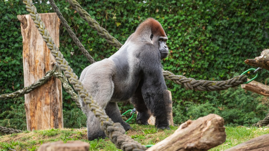  Zolli nimmt Abschied von Gorilla-Silberrücken M’Tongé, © Zoo Basel 