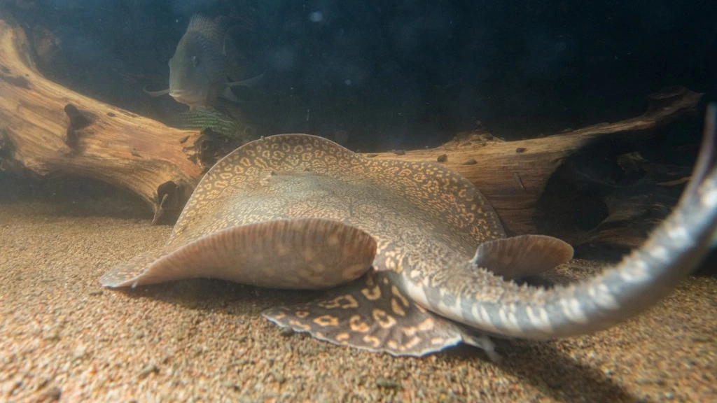 Die lange Antenne der Antennenrochen Die lange Antenne der Antennenrochen