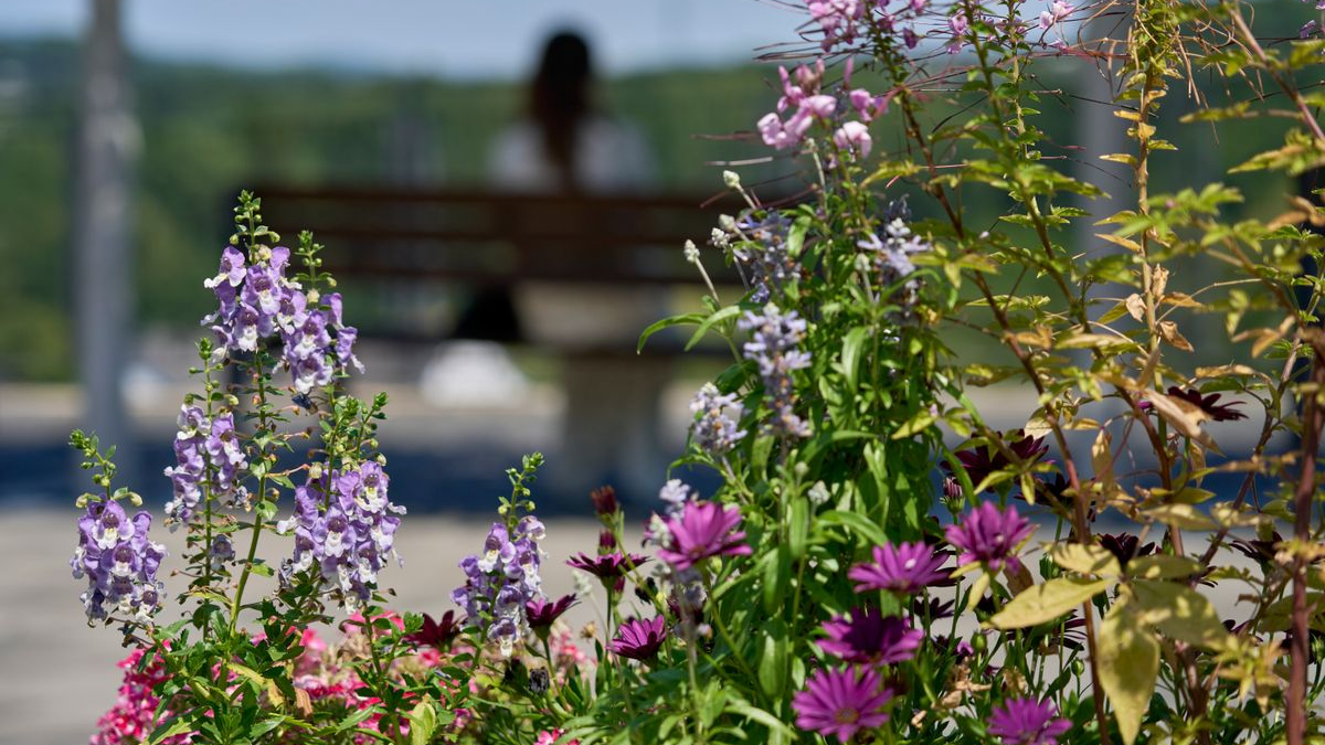 Sıcaklıkta 39,3 Dereceyle Andernach Zirvede!, © Sascha Ditscher/dpa