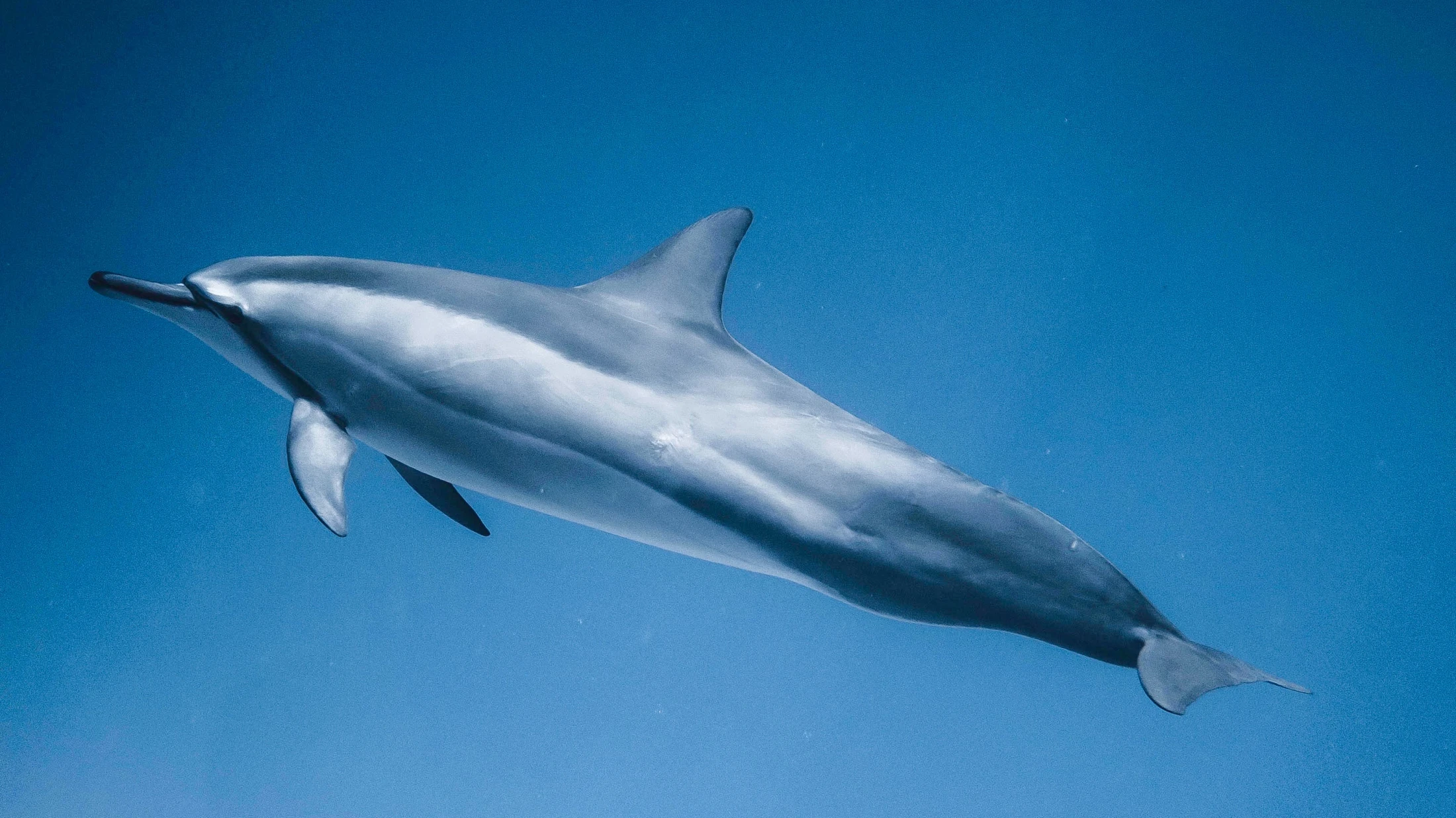 © Daniel Torobekov © Daniel Torobekov