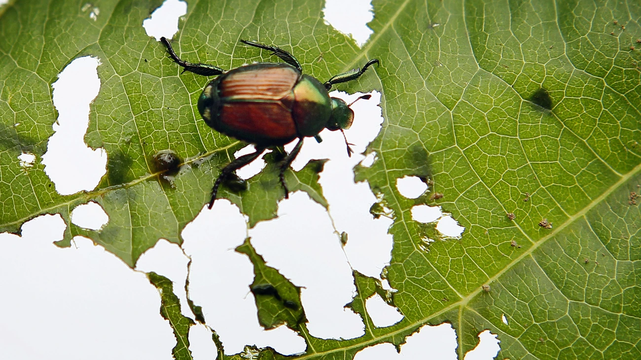 Japankäfer Schädling Kloten, © Keystone-SDA Japankäfer Schädling Kloten, © Keystone-SDA