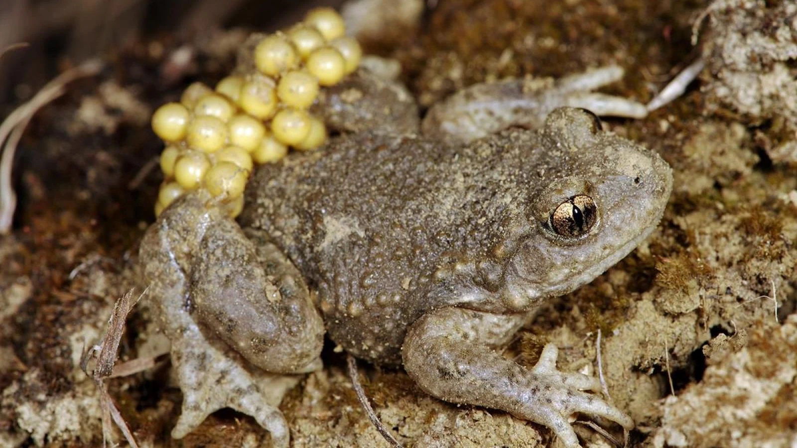 © Infofauna.ch © Infofauna.ch