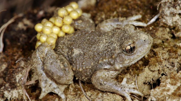 Landtiere - Die Geburtshelferkröte, © Infofauna.ch
