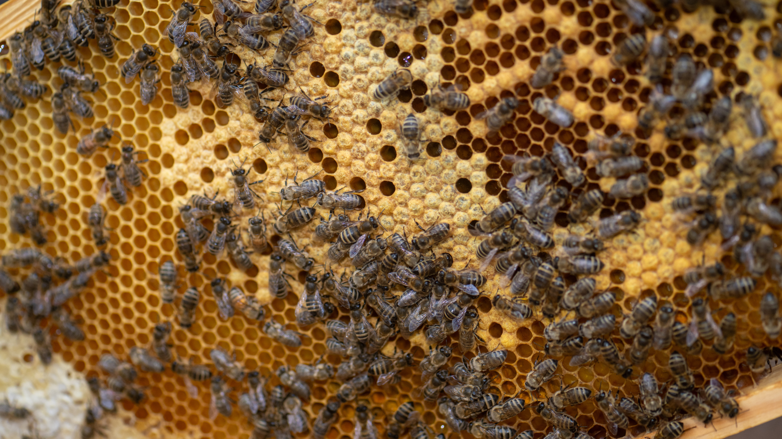 Vücuttaki Sessiz İltihaplara Karşı En Etkili 5 Besin!, © Harald Tittel/dpa