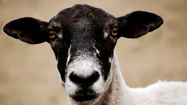 Die eckige Pupille der Ziege, © Leon Woods Die eckige Pupille der Ziege, © Leon Woods