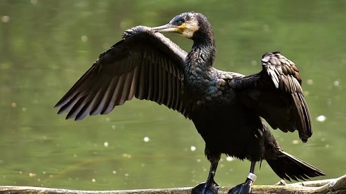 Zum Schutz der Äsche werden Kormorane vertrieben, © Foto: Pixabay Zum Schutz der Äsche werden Kormorane vertrieben, © Foto: Pixabay