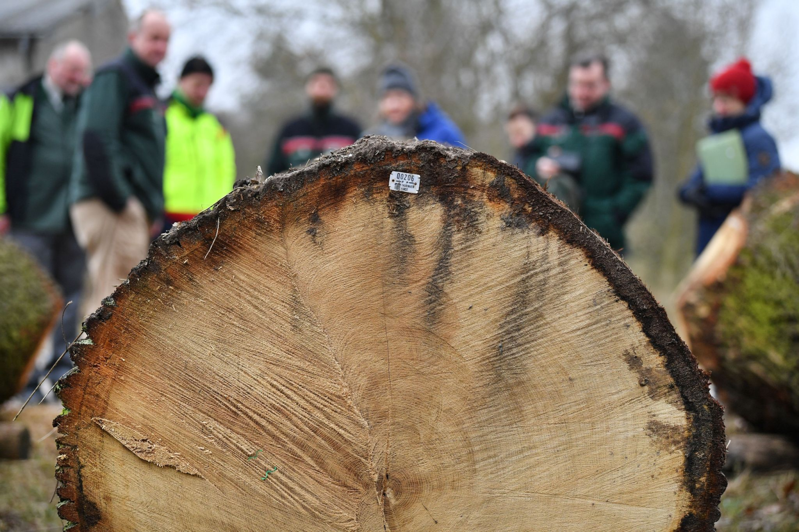Forstleute und Journalisten stehen vor einem Eichenstamm, der für 4607 Euro versteigert wurde.