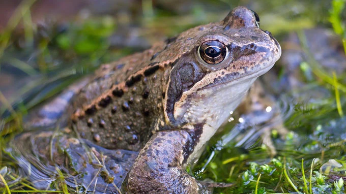 © Quelle: Nabu © Quelle: Nabu