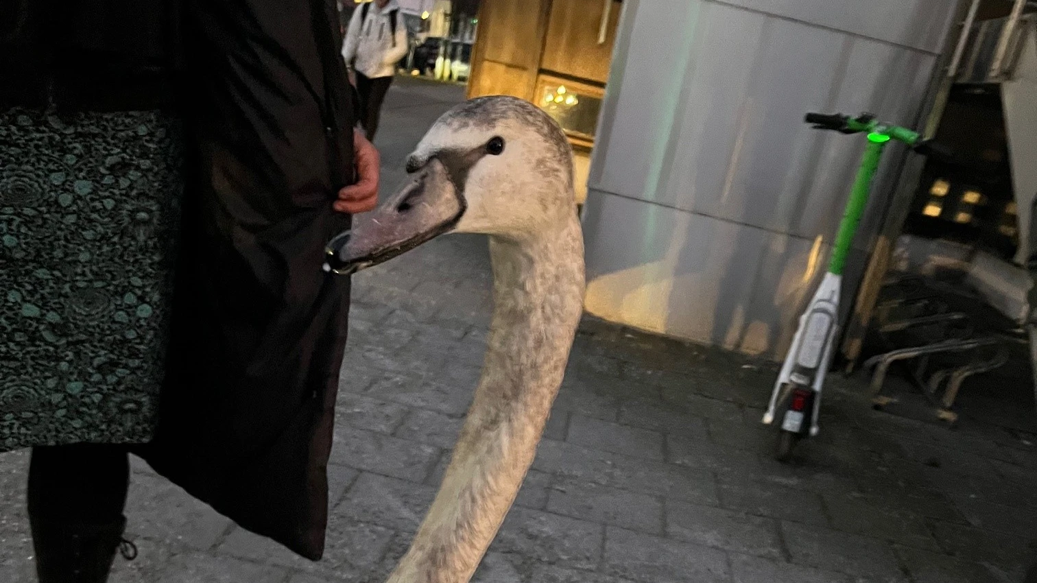 Essen’deki Ölü Kuğuların Nedeni H5N1 Virüsü, © dpa Essen’deki Ölü Kuğuların Nedeni H5N1 Virüsü, © dpa