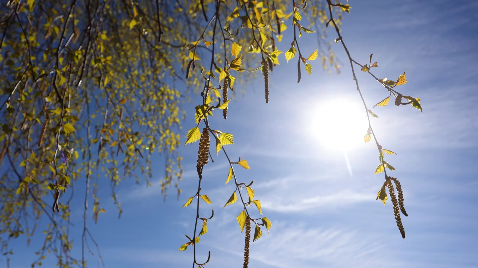 Bremen’de Bahar Havası Polenleri Artırdı, © Karl-Josef Hildenbrand/dpa Bremen’de Bahar Havası Polenleri Artırdı, © Karl-Josef Hildenbrand/dpa
