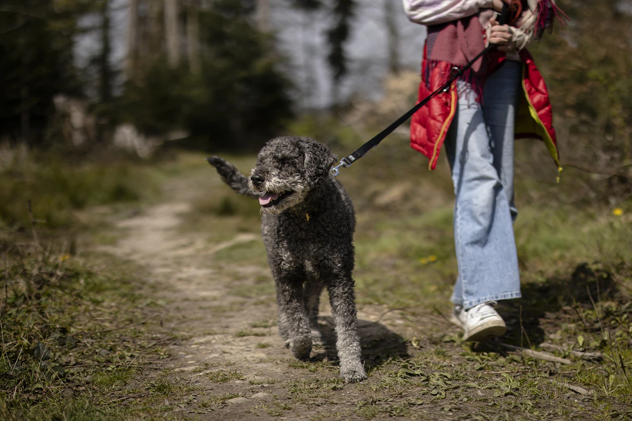Im Rütiwald gilt auch in Zukunft keine ganzjährige Leinenpflicht., © Keystone-SDA Im Rütiwald gilt auch in Zukunft keine ganzjährige Leinenpflicht., © Keystone-SDA
