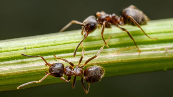 Wie schlafen Ameisen?, © Petr Ganaj Wie schlafen Ameisen?, © Petr Ganaj