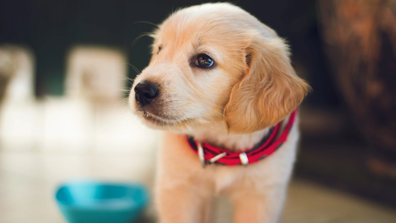 Bis zu 14’000 illegale Hundewelpen in der Schweiz, © Unsplash/berkay Gumustekin Bis zu 14’000 illegale Hundewelpen in der Schweiz, © Unsplash/berkay Gumustekin