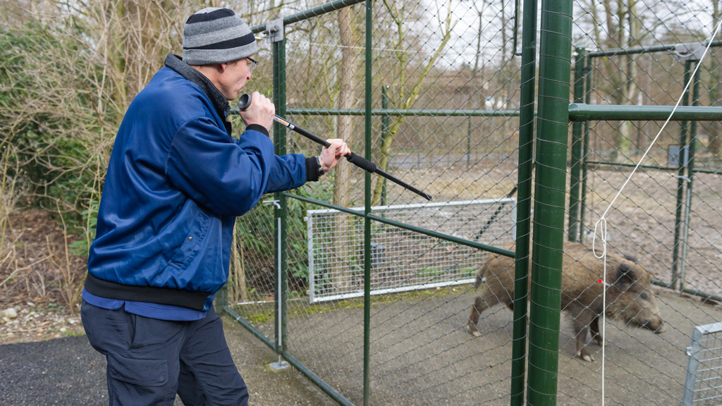 Tierarzt: Narkose mit dem Blasrohr, © Basler Zoo