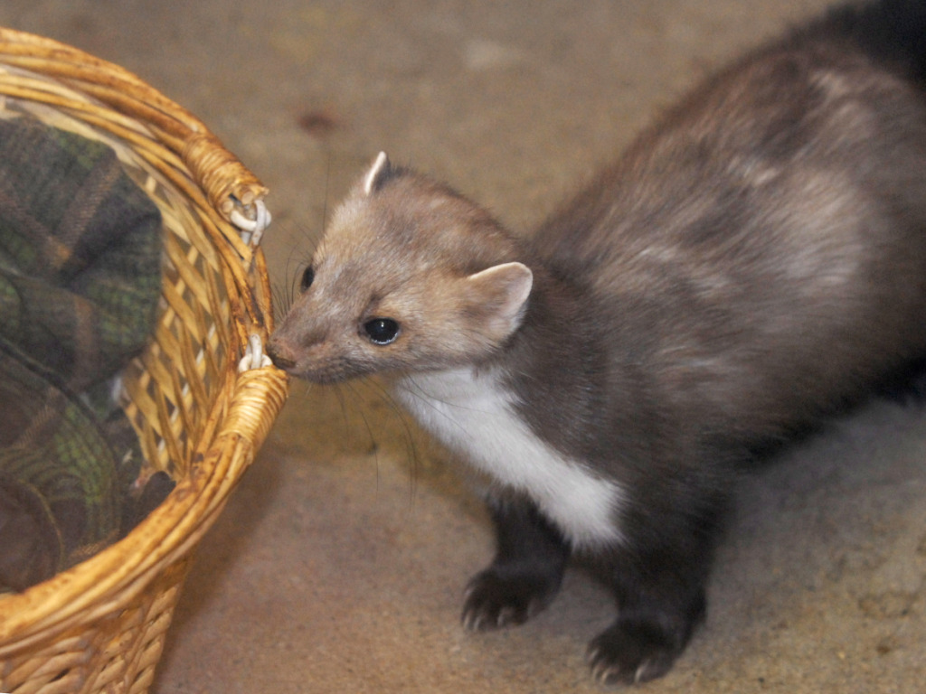 Marder sorgen für hohe Kosten., © Keystone-SDA