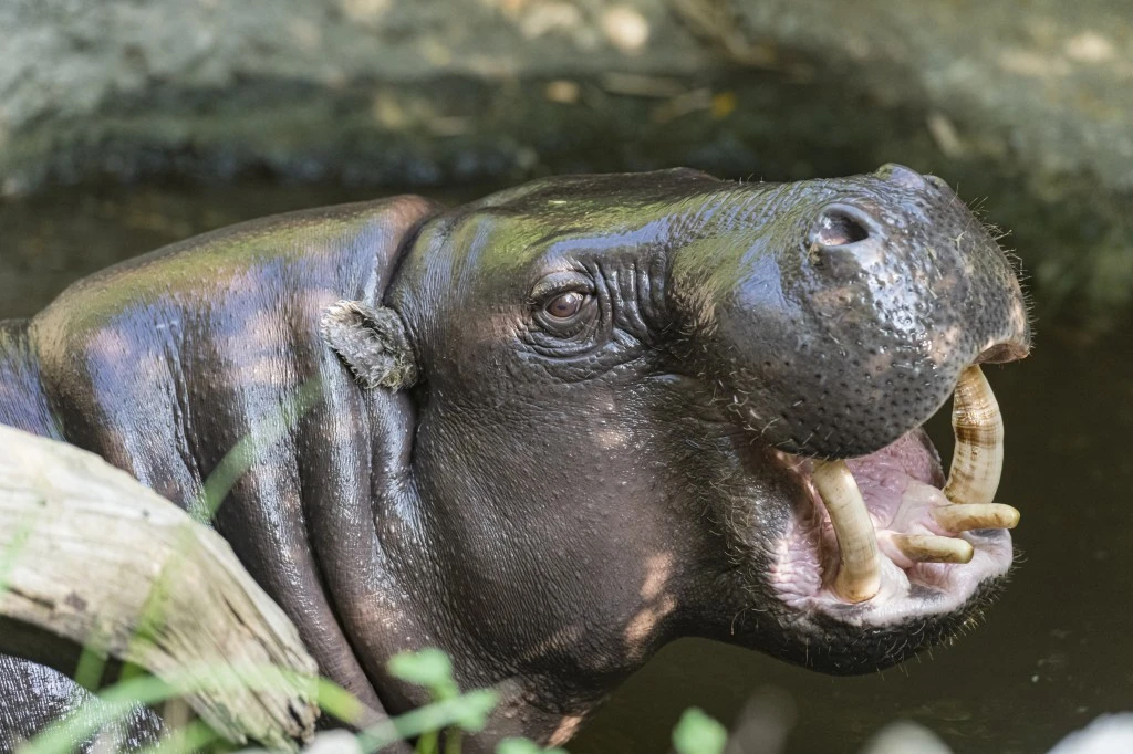 Familienverhältnisse bei den Zwergflusspferden, © Zoo Basel Familienverhältnisse bei den Zwergflusspferden, © Zoo Basel