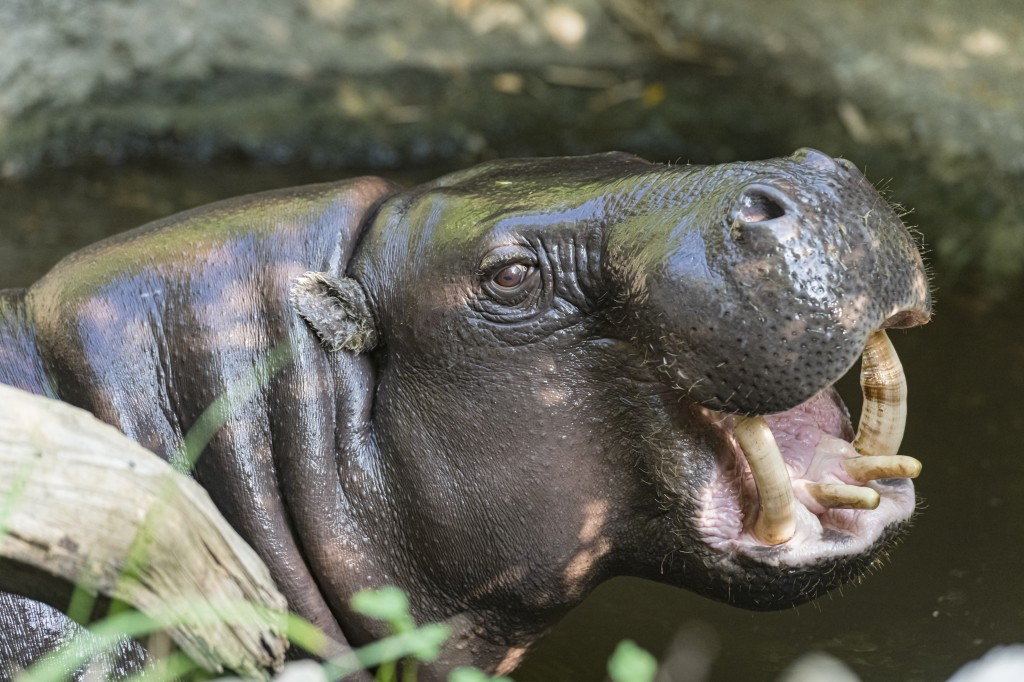 Familienverhältnisse bei den Zwergflusspferden, © Zoo Basel