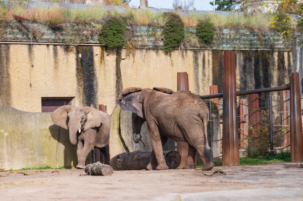 Abschied von den Elefantenkühen Maya und Rosy, © Zolli Basel