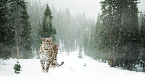 Der Schneeleopard – der Meister der Berge, © Pixabay Der Schneeleopard – der Meister der Berge, © Pixabay