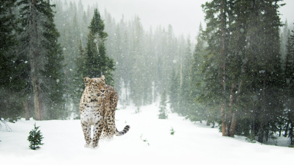 Der Schneeleopard – der Meister der Berge, © Pixabay