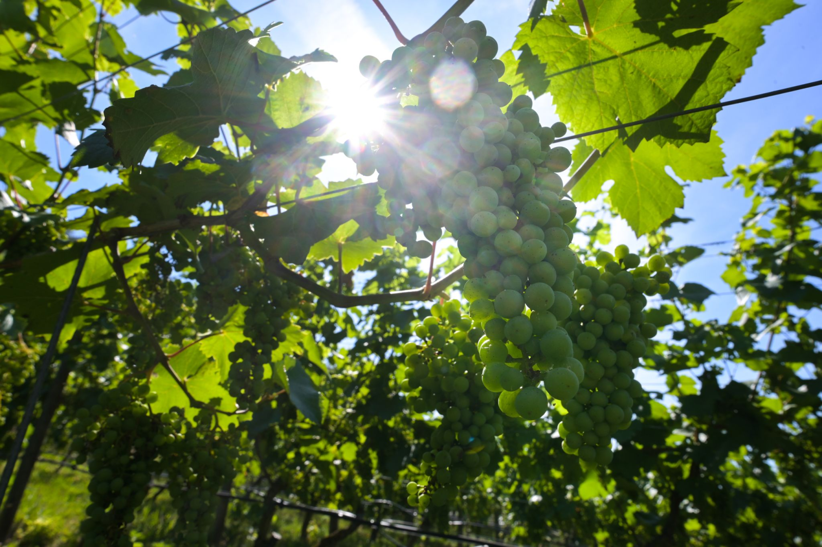In der Saale-Unstrut-Region hat die Weinlese begonnen. (Archivbild), © Heiko Rebsch/dpa
