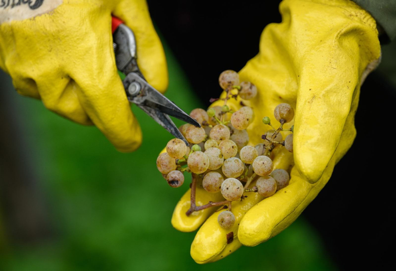 Eine Erntehelferin hält bei der Weinlese eine Rebschere und Weintrauben der Sorte Riesling in den Händen.