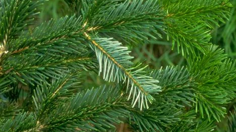 Was hält einen Weihnachtsbaum frisch? Die Basilisk Morgenshow kennt die Antwort, © mein-schoener-garten.de Was hält einen Weihnachtsbaum frisch? Die Basilisk Morgenshow kennt die Antwort, © mein-schoener-garten.de
