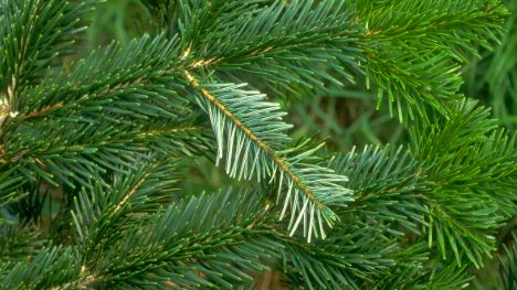 Was hält einen Weihnachtsbaum frisch? Die Basilisk Morgenshow kennt die Antwort, © mein-schoener-garten.de