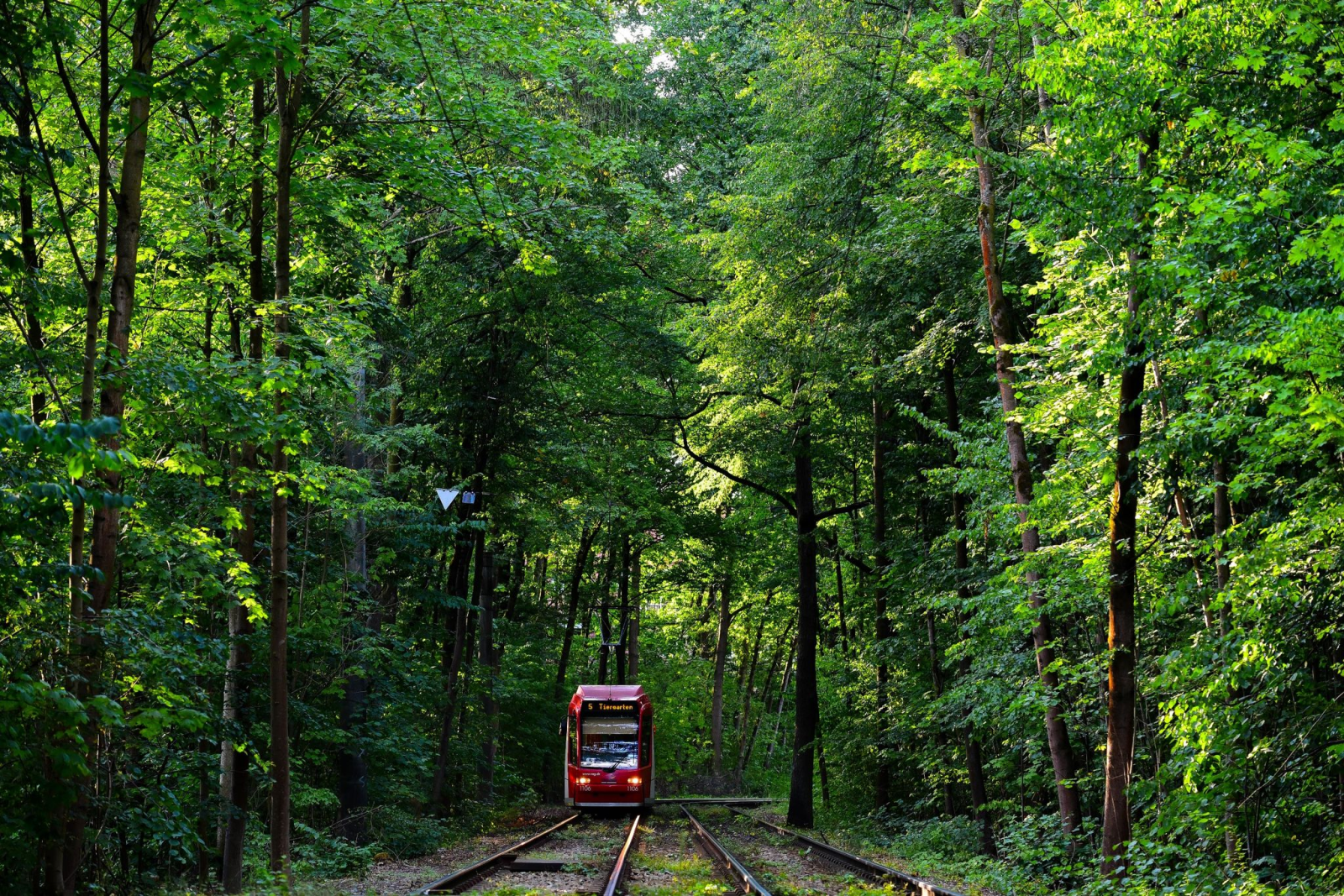 Eine Bahn fährt durch ein Waldstück.
