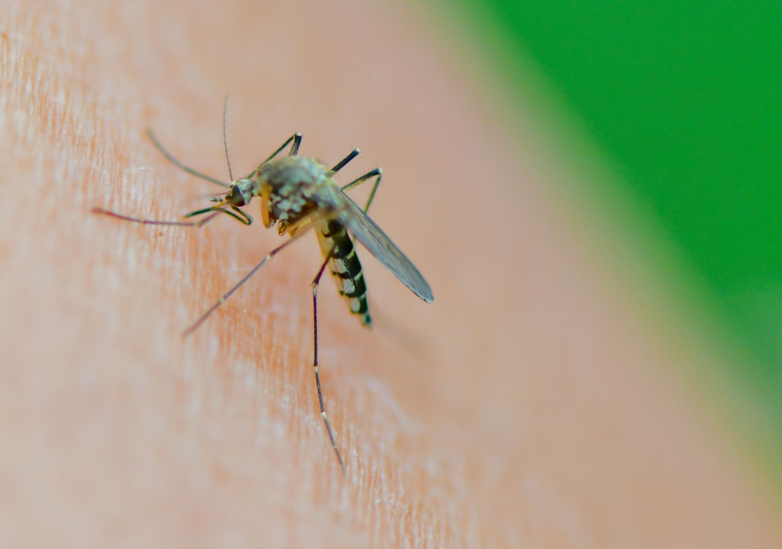 Eine Mücke der Art Aedes vexans saugt Blut aus dem Arm einer Frau.