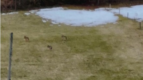 Wölfe in Nesslau im Toggenburg gesichtet, © Fredy Louis/PD
