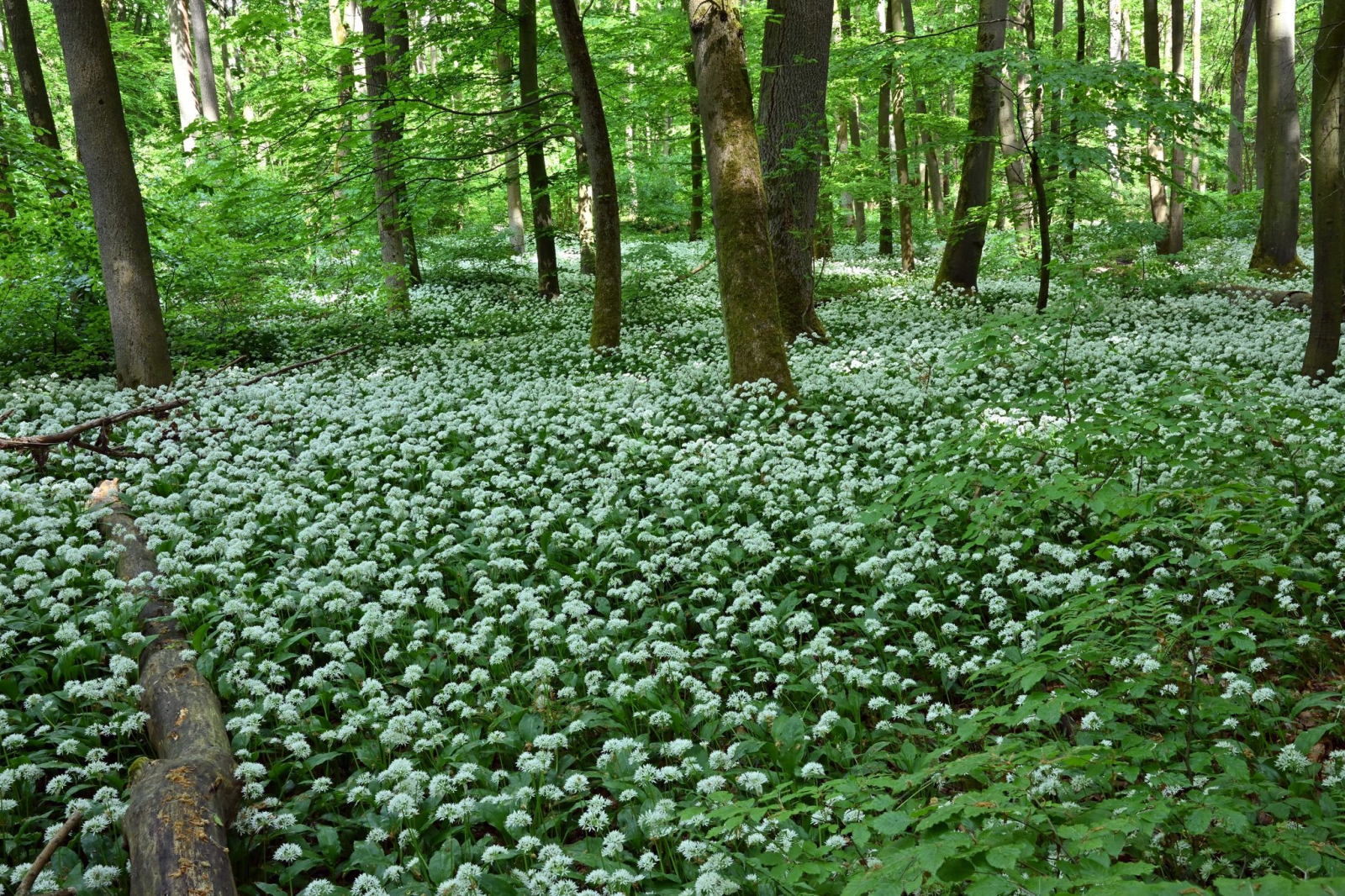 Bärlauch blüht im Nationalpark Hainich unweit von Bad Langensalza., © Martin Schutt/dpa