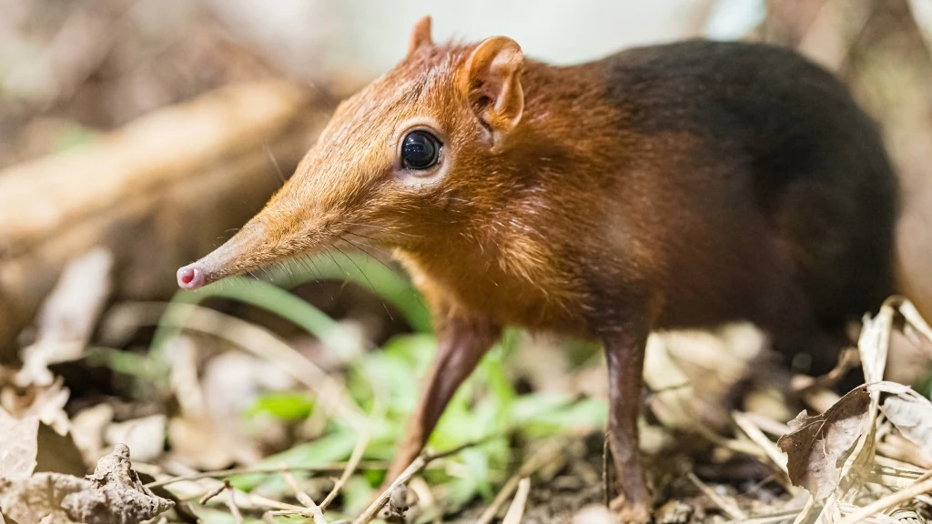 © Basler Zoo © Basler Zoo