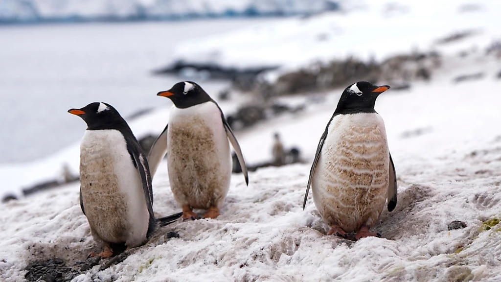Vogelgrippe erreicht antarktisches Festland, © Keystone/SDA Vogelgrippe erreicht antarktisches Festland, © Keystone/SDA