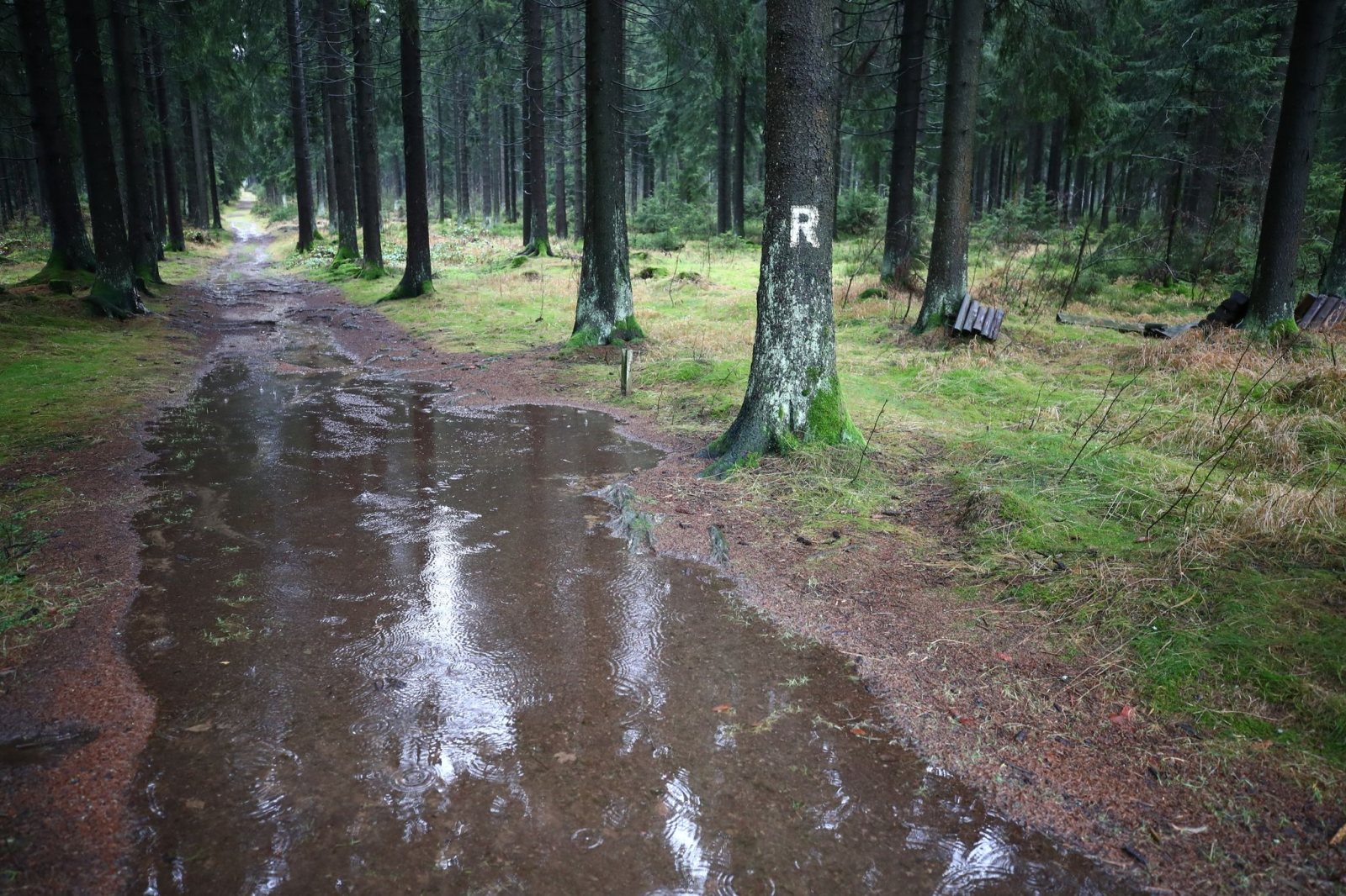 Regentropfen tröpfeln in eine Pfütze im Thüringer Wald.