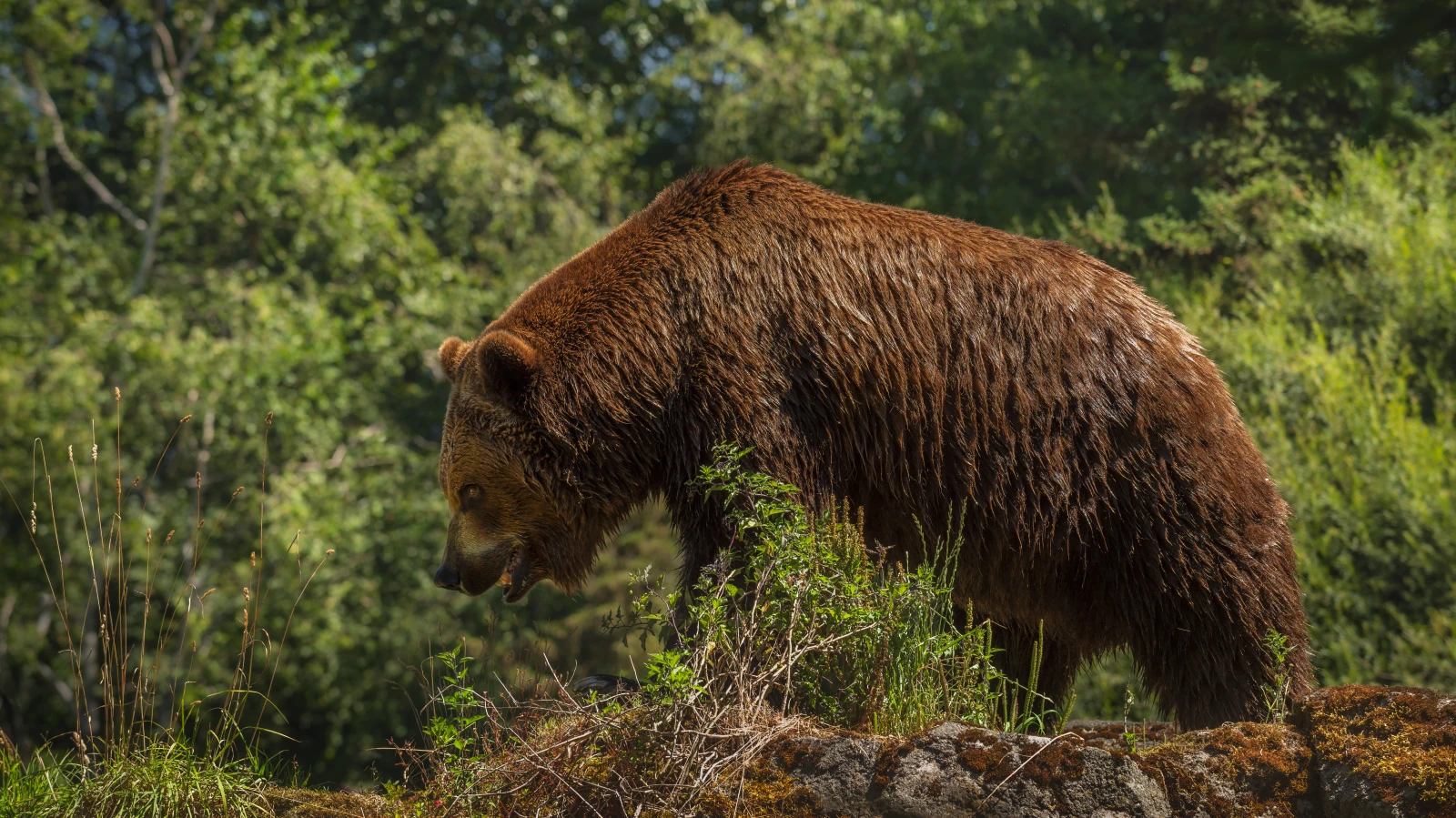 In Vorarlberg ist ein Braunbär unterwegs, © Wirestock/Freepik In Vorarlberg ist ein Braunbär unterwegs, © Wirestock/Freepik