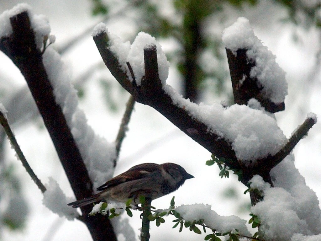 Spatzen sind die verbreitetsten Vögel der Schweiz, © Keystone/SDA Spatzen sind die verbreitetsten Vögel der Schweiz, © Keystone/SDA